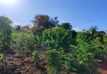 1.450 mudas de árvores são plantadas pela Sanesul em reserva ambiental de Dourados – Agência de Noticias do Governo de Mato Grosso do Sul