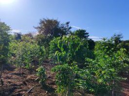 1.450 mudas de árvores são plantadas pela Sanesul em reserva ambiental de Dourados – Agência de Noticias do Governo de Mato Grosso do Sul