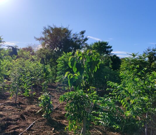 1.450 mudas de árvores são plantadas pela Sanesul em reserva ambiental de Dourados – Agência de Noticias do Governo de Mato Grosso do Sul