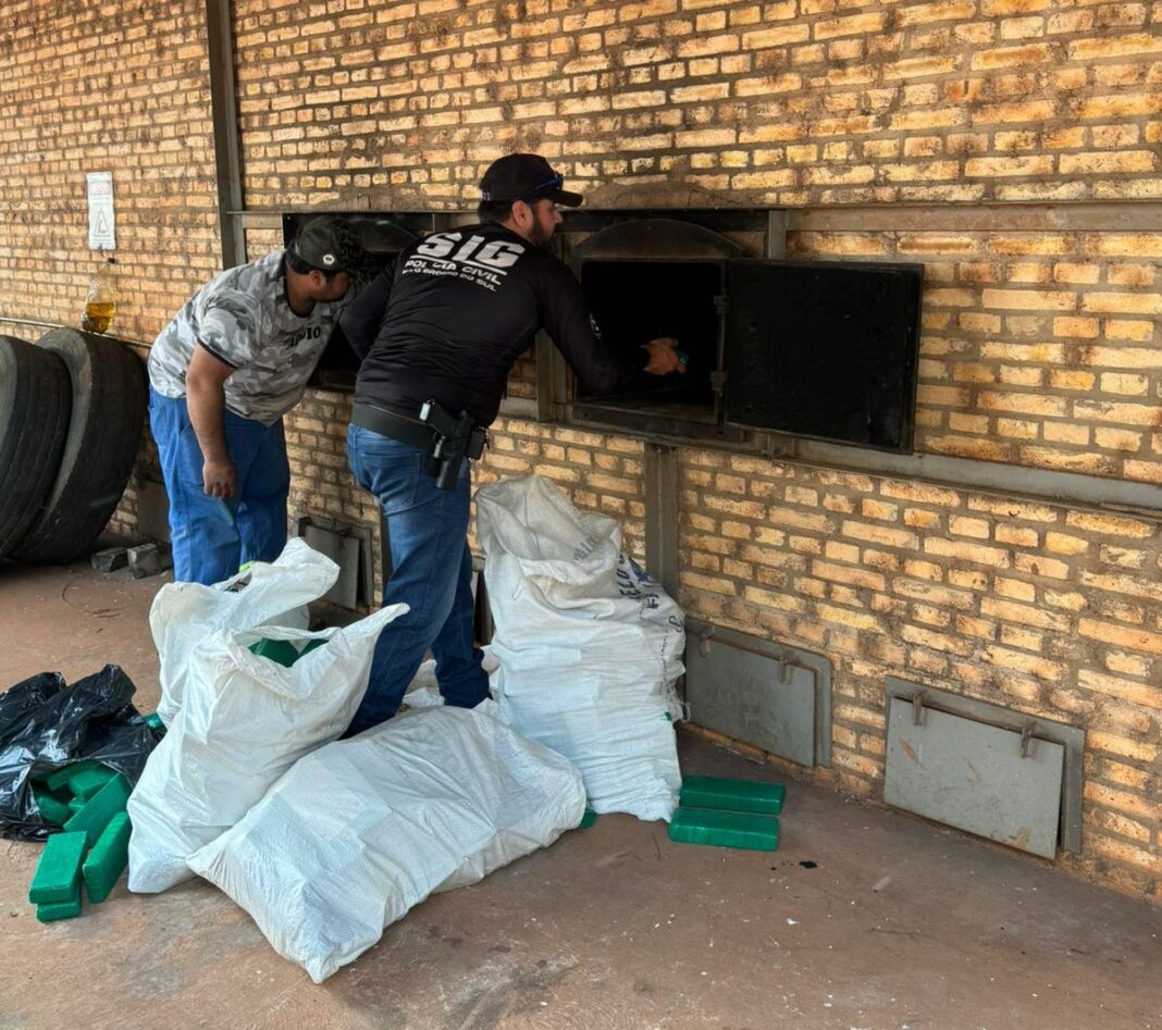 Polícia Civil incinera mais de meia tonelada de maconha em Juti