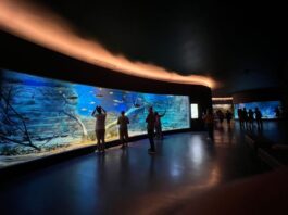 Bioparque Pantanal vai celebrar o feriado de Independência em horário especial – Agência de Noticias do Governo de Mato Grosso do Sul