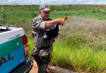 O que faço se encontrei um animal silvestre ferido? Imasul faz orientações e recomenda acionar a PMA O que faço se encontrei um animal silvestre ferido? Imasul faz orientações e recomenda acionar a PMA