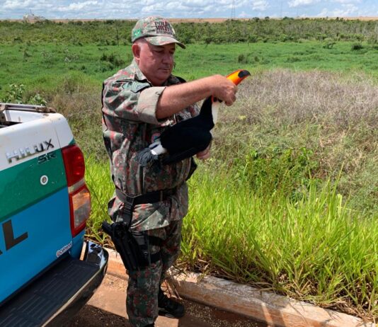 O que faço se encontrei um animal silvestre ferido? Imasul faz orientações e recomenda acionar a PMA O que faço se encontrei um animal silvestre ferido? Imasul faz orientações e recomenda acionar a PMA