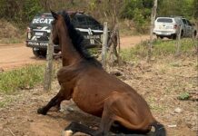 Tutora é presa em flagrante por maus-tratos de cão e dois cavalos são resgatados durante ações da Polícia Civil Tutora é presa em flagrante por maus-tratos de cão e dois cavalos são resgatados durante ações da Polícia Civil