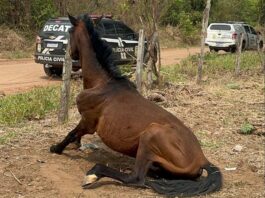 Tutora é presa em flagrante por maus-tratos de cão e dois cavalos são resgatados durante ações da Polícia Civil Tutora é presa em flagrante por maus-tratos de cão e dois cavalos são resgatados durante ações da Polícia Civil