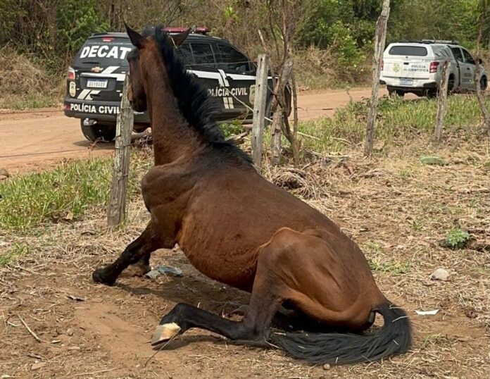 Tutora é presa em flagrante por maus-tratos de cão e dois cavalos são resgatados durante ações da Polícia Civil