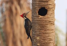 desafio de observação de aves registra 345 espécies em MS – Agência de Noticias do Governo de Mato Grosso do Sul