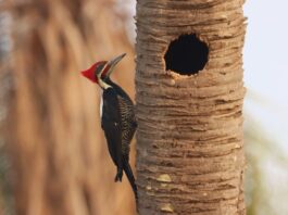 desafio de observação de aves registra 345 espécies em MS – Agência de Noticias do Governo de Mato Grosso do Sul