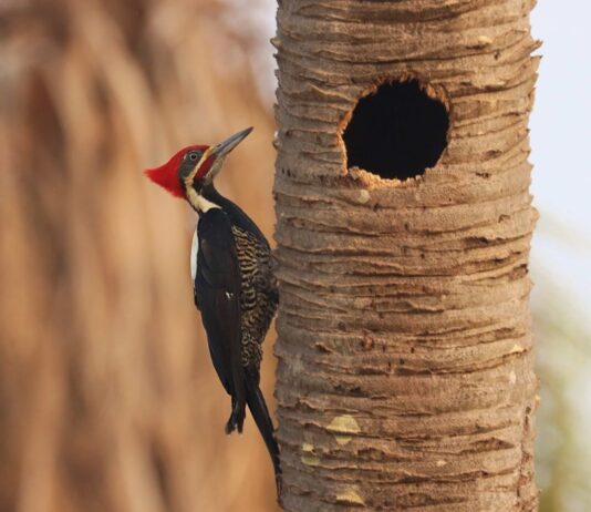 desafio de observação de aves registra 345 espécies em MS – Agência de Noticias do Governo de Mato Grosso do Sul