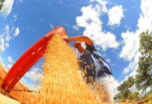 Com retorno das chuvas, plantio da soja já ocupa maior área das últimas cinco safras – Agência de Noticias do Governo de Mato Grosso do Sul Com retorno das chuvas, plantio da soja já ocupa maior área das últimas cinco safras – Agência de Noticias do Governo de Mato Grosso do Sul