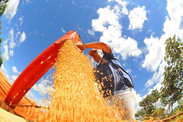 Com retorno das chuvas, plantio da soja já ocupa maior área das últimas cinco safras – Agência de Noticias do Governo de Mato Grosso do Sul