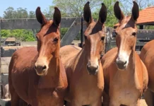 Governo amplia dispensa de nota fiscal para transporte sem fins comerciais a todos equídeos em MS Governo amplia dispensa de nota fiscal para transporte sem fins comerciais a todos equídeos em MS