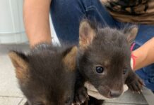 Hospital Ayty, do Imasul, é esperança para mais de 60 filhotes órfãos e sob cuidados intensivos Hospital Ayty, do Imasul, é esperança para mais de 60 filhotes órfãos e sob cuidados intensivos