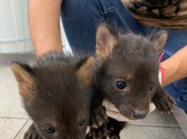 Hospital Ayty, do Imasul, é esperança para mais de 60 filhotes órfãos e sob cuidados intensivos Hospital Ayty, do Imasul, é esperança para mais de 60 filhotes órfãos e sob cuidados intensivos