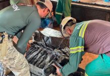 Polícia Civil incinera 13 toneladas de maconha em Ponta Porã Polícia Civil incinera 13 toneladas de maconha em Ponta Porã