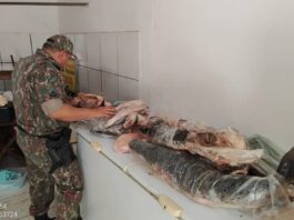 Balanço: fiscalizações da Operação Piracema já apreenderam 270 kg de pescado irregular Balanço: fiscalizações da Operação Piracema já apreenderam 270 kg de pescado irregular