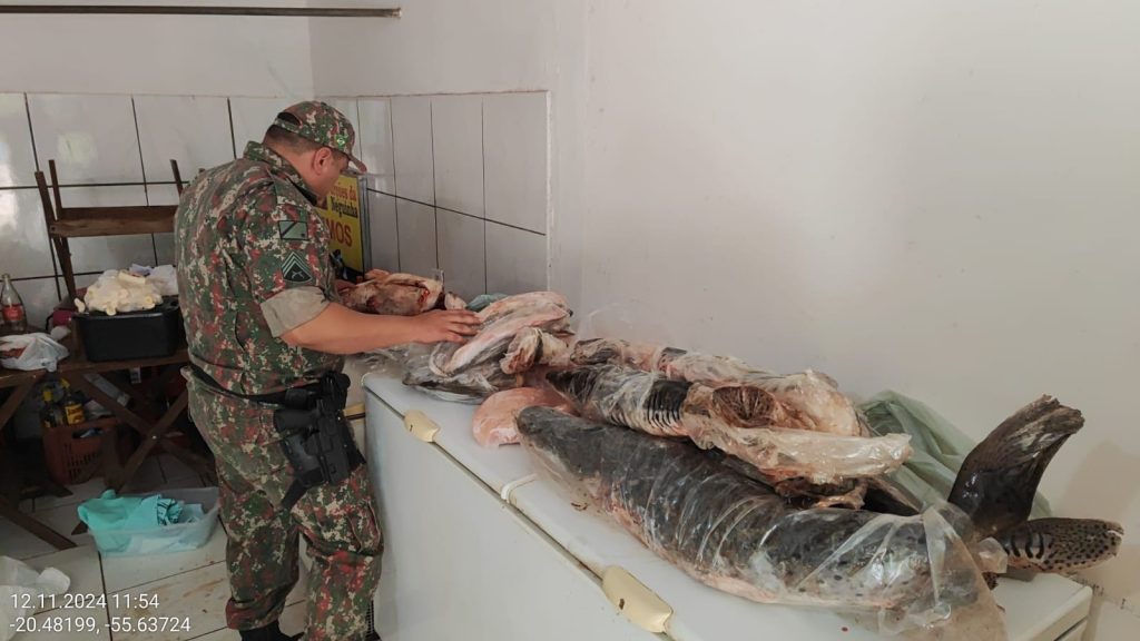 Balanço: fiscalizações da Operação Piracema já apreenderam 270 kg de Balanço: fiscalizações da Operação Piracema já apreenderam 270 kg de pescado irregular