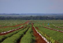 Com citricultura em expansão, produção de gigante do setor de laranja está em pleno vapor em MS Com citricultura em expansão, produção de gigante do setor de laranja está em pleno vapor em MS
