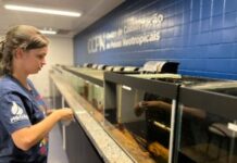 No Dia do Pantanal, Bioparque reforça compromisso com a preservação por meio da pesquisa No Dia do Pantanal, Bioparque reforça compromisso com a preservação por meio da pesquisa