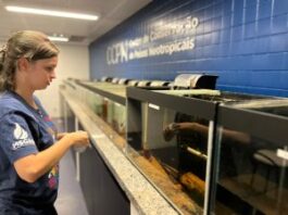 No Dia do Pantanal, Bioparque reforça compromisso com a preservação por meio da pesquisa No Dia do Pantanal, Bioparque reforça compromisso com a preservação por meio da pesquisa