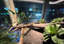 Píton albina que não pode retornar à natureza ganhará nova chance no Bioparque Pantanal Píton albina que não pode retornar à natureza ganhará nova chance no Bioparque Pantanal