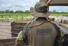 Polícia Civil recupera 126 cabeças de gado furtadas e remarcadas, avaliadas em aproximadamente R$ 400.000 Polícia Civil recupera 126 cabeças de gado furtadas e remarcadas, avaliadas em aproximadamente R$ 400.000