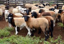 Produtores de ovinos e caprinos terão prazo de um ano para regularizar rebanhos junto a Iagro sem multas Produtores de ovinos e caprinos terão prazo de um ano para regularizar rebanhos junto a Iagro sem multas