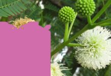 Plano para erradicação da planta leucena será debatido em Audiência na quarta-feira – Câmara Municipal de Campo Grande Plano para erradicação da planta leucena será debatido em Audiência na quarta-feira - Câmara Municipal de Campo Grande