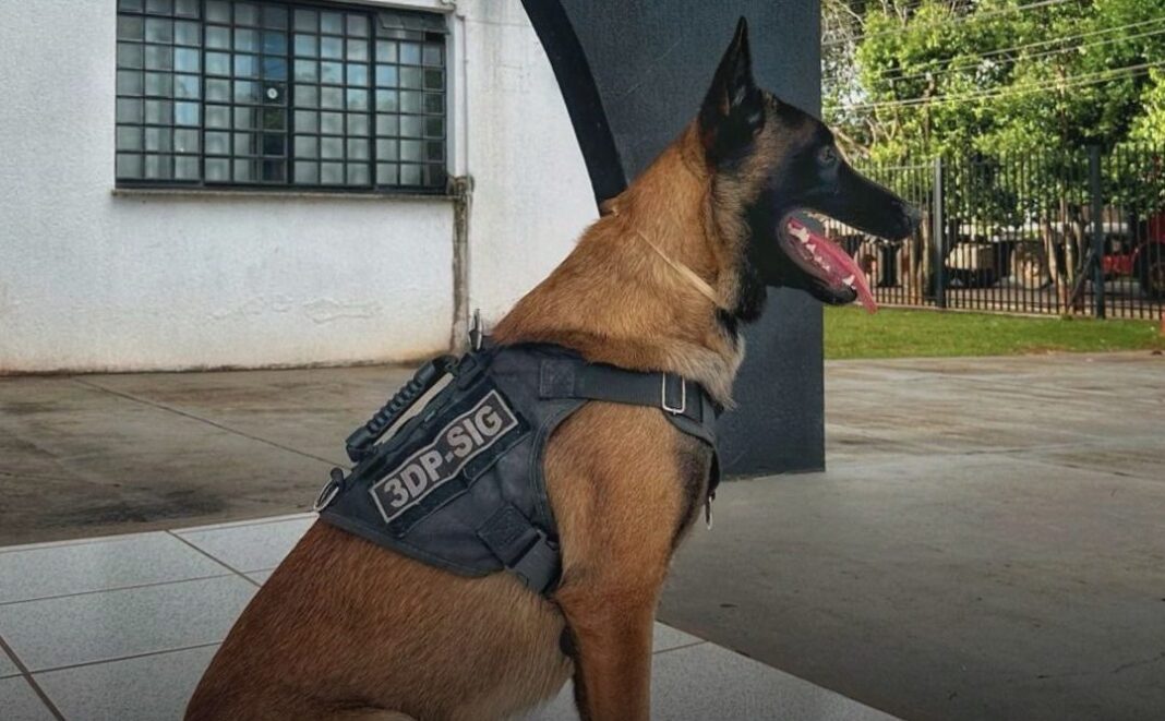 Polícia Civil prende suspeito por tráfico de drogas no bairro Imperial, em Campo Grande