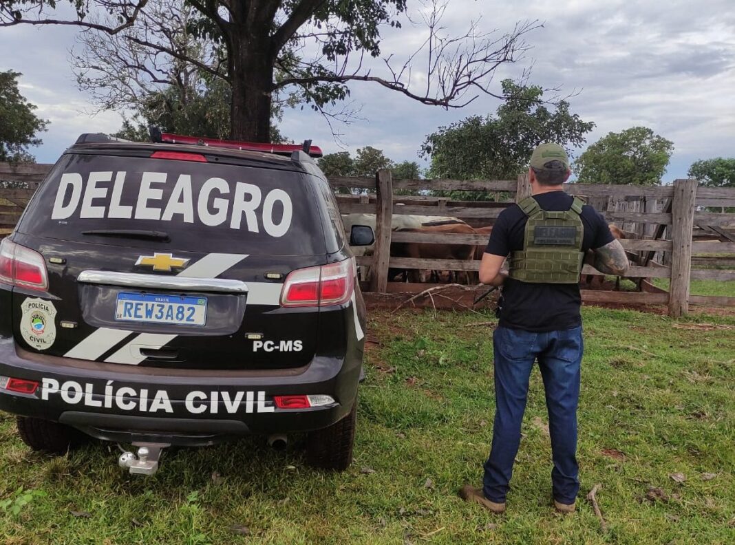 Operação Protetor: Polícia Civil recupera 67 cabeças de gado furtadas e prende dois receptadores em flagrante
