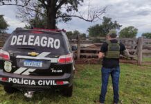 Operação Protetor: Polícia Civil recupera 67 cabeças de gado furtadas e prende dois receptadores em flagrante Operação Protetor: Polícia Civil recupera 67 cabeças de gado furtadas e prende dois receptadores em flagrante